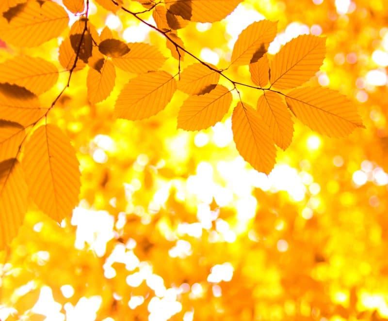 <span  class="uc_style_uc_tiles_grid_image_elementor_uc_items_attribute_title" style="color:#ffffff;">0849</span>