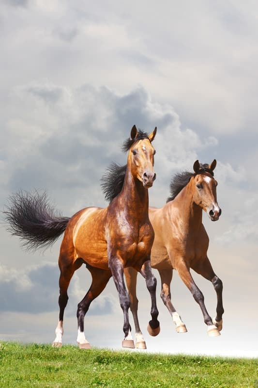 <span  class="uc_style_uc_tiles_grid_image_elementor_uc_items_attribute_title" style="color:#ffffff;">0959</span>