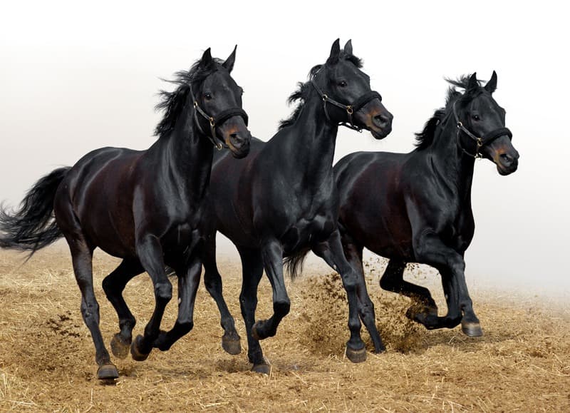<span  class="uc_style_uc_tiles_grid_image_elementor_uc_items_attribute_title" style="color:#ffffff;">0972</span>