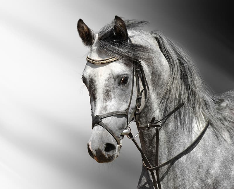 <span  class="uc_style_uc_tiles_grid_image_elementor_uc_items_attribute_title" style="color:#ffffff;">0973</span>