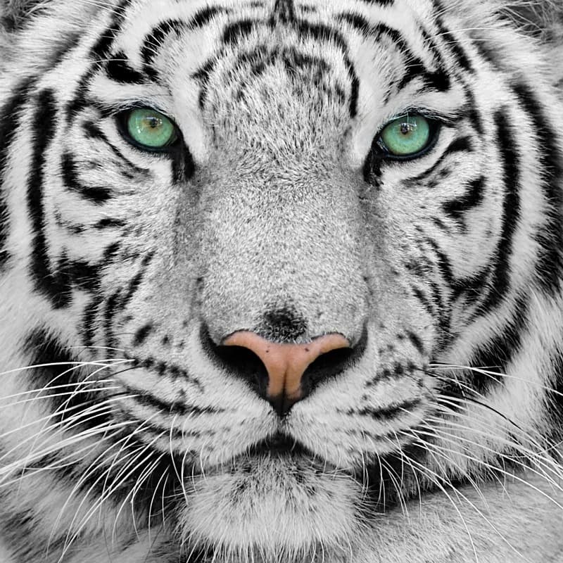 <span  class="uc_style_uc_tiles_grid_image_elementor_uc_items_attribute_title" style="color:#ffffff;">0985</span>