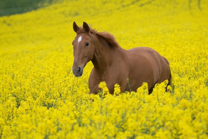 <span  class="uc_style_uc_tiles_grid_image_elementor_uc_items_attribute_title" style="color:#ffffff;">0993</span>