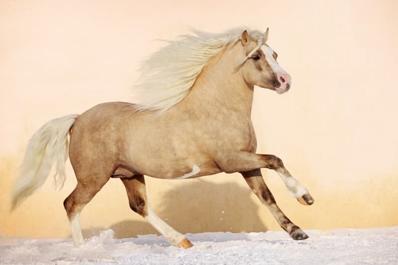 <span  class="uc_style_uc_tiles_grid_image_elementor_uc_items_attribute_title" style="color:#ffffff;">0996</span>