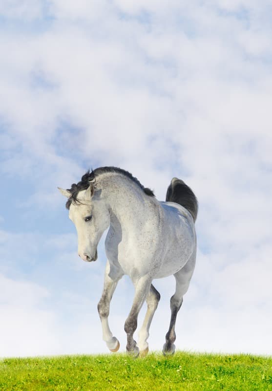 <span  class="uc_style_uc_tiles_grid_image_elementor_uc_items_attribute_title" style="color:#ffffff;">0998</span>