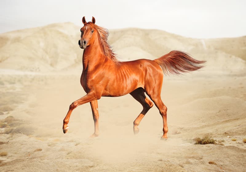 <span  class="uc_style_uc_tiles_grid_image_elementor_uc_items_attribute_title" style="color:#ffffff;">1021</span>