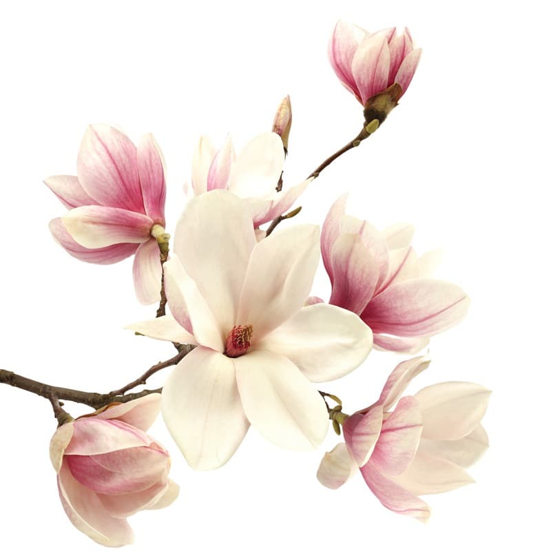 <span  class="uc_style_uc_tiles_grid_image_elementor_uc_items_attribute_title" style="color:#ffffff;">1752</span>