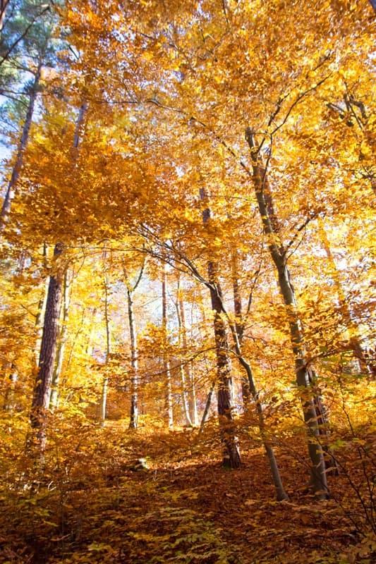 <span  class="uc_style_uc_tiles_grid_image_elementor_uc_items_attribute_title" style="color:#ffffff;">1831</span>