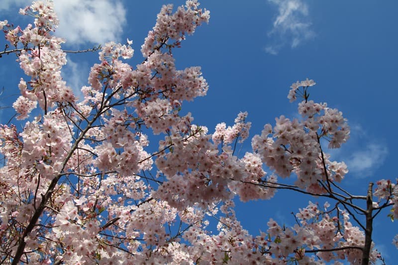 <span  class="uc_style_uc_tiles_grid_image_elementor_uc_items_attribute_title" style="color:#ffffff;">2237</span>