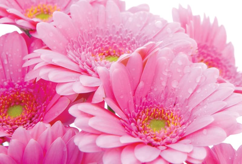<span  class="uc_style_uc_tiles_grid_image_elementor_uc_items_attribute_title" style="color:#ffffff;">2255</span>