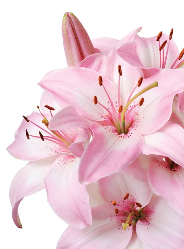 <span  class="uc_style_uc_tiles_grid_image_elementor_uc_items_attribute_title" style="color:#ffffff;">2256</span>