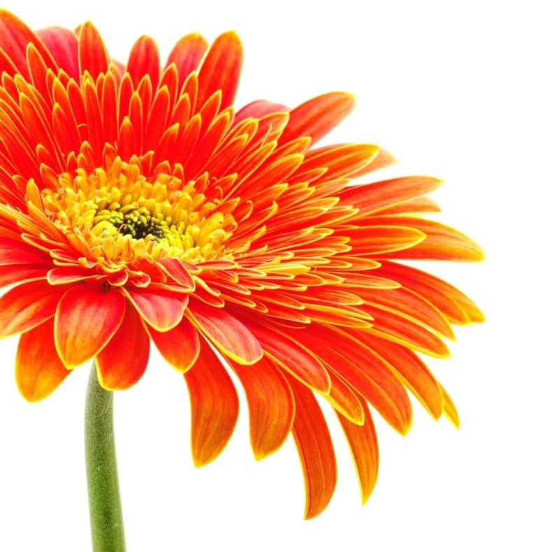 <span  class="uc_style_uc_tiles_grid_image_elementor_uc_items_attribute_title" style="color:#ffffff;">2271</span>