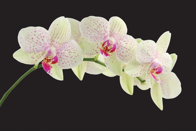 <span  class="uc_style_uc_tiles_grid_image_elementor_uc_items_attribute_title" style="color:#ffffff;">2275</span>