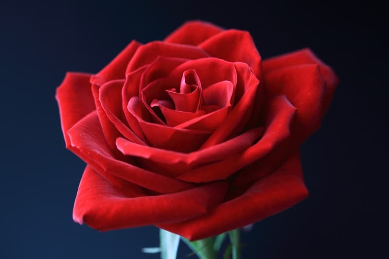<span  class="uc_style_uc_tiles_grid_image_elementor_uc_items_attribute_title" style="color:#ffffff;">2278</span>