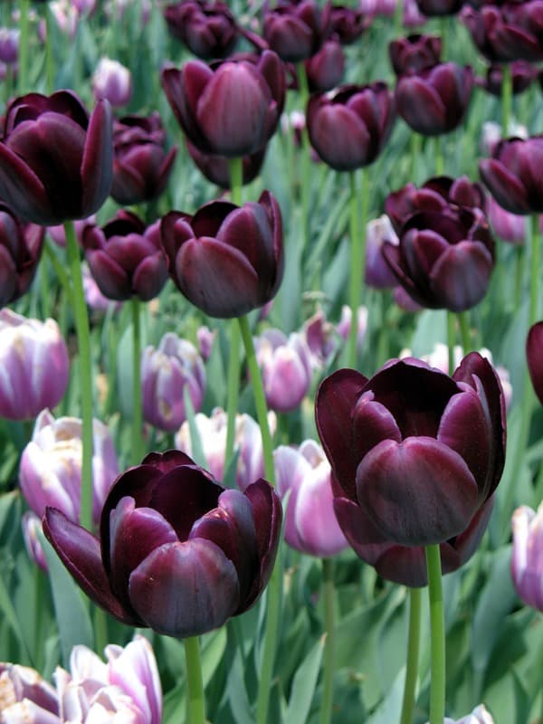 <span  class="uc_style_uc_tiles_grid_image_elementor_uc_items_attribute_title" style="color:#ffffff;">2326</span>