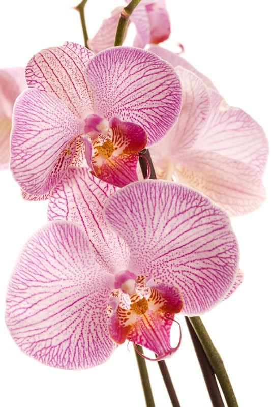 <span  class="uc_style_uc_tiles_grid_image_elementor_uc_items_attribute_title" style="color:#ffffff;">2330</span>