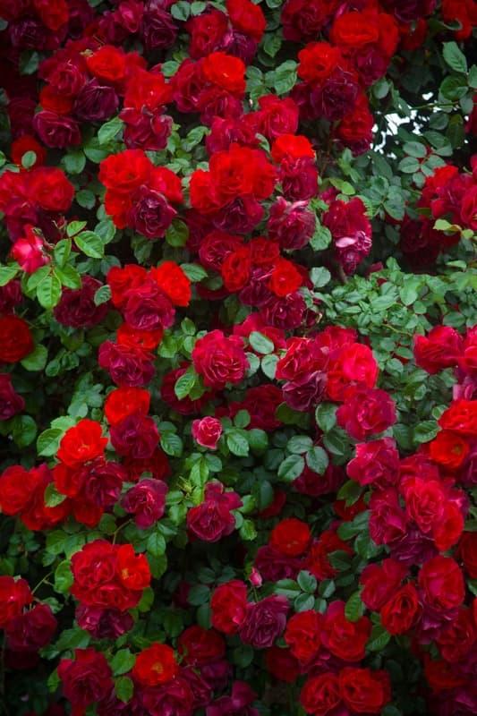 <span  class="uc_style_uc_tiles_grid_image_elementor_uc_items_attribute_title" style="color:#ffffff;">2333</span>