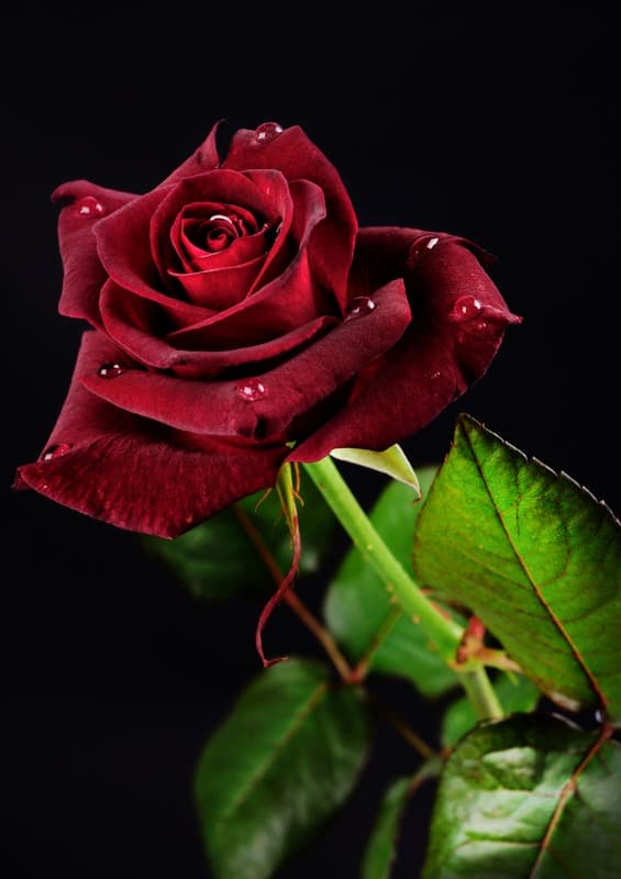 <span  class="uc_style_uc_tiles_grid_image_elementor_uc_items_attribute_title" style="color:#ffffff;">2355</span>
