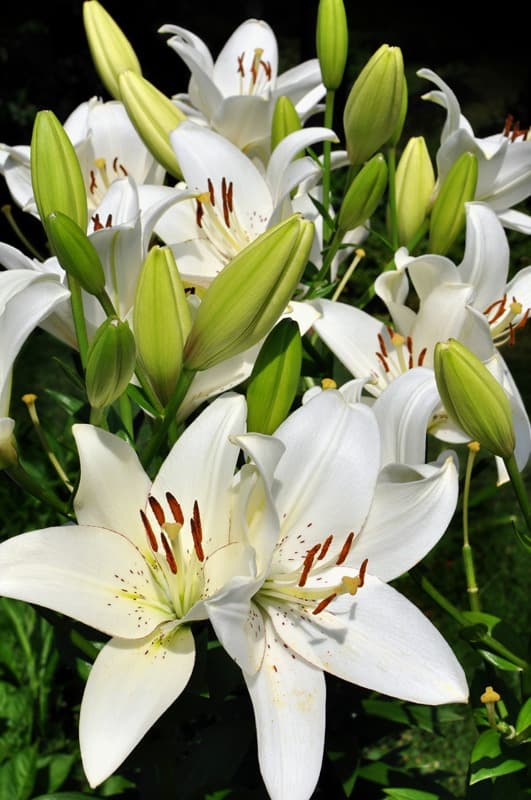 <span  class="uc_style_uc_tiles_grid_image_elementor_uc_items_attribute_title" style="color:#ffffff;">2359</span>