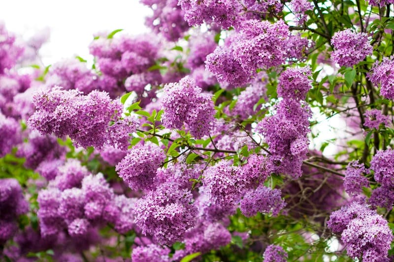 <span  class="uc_style_uc_tiles_grid_image_elementor_uc_items_attribute_title" style="color:#ffffff;">2365</span>
