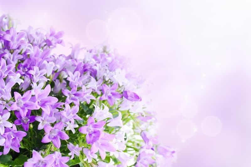 <span  class="uc_style_uc_tiles_grid_image_elementor_uc_items_attribute_title" style="color:#ffffff;">2381</span>