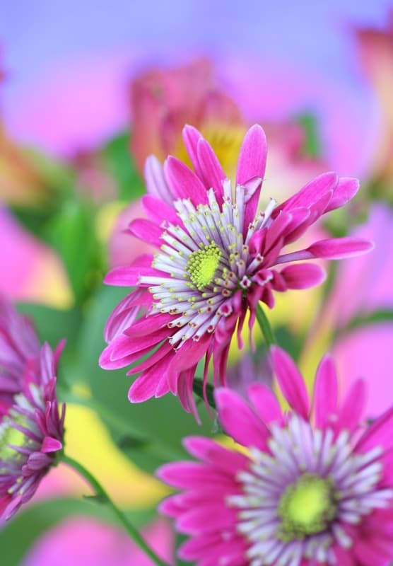 <span  class="uc_style_uc_tiles_grid_image_elementor_uc_items_attribute_title" style="color:#ffffff;">2382</span>