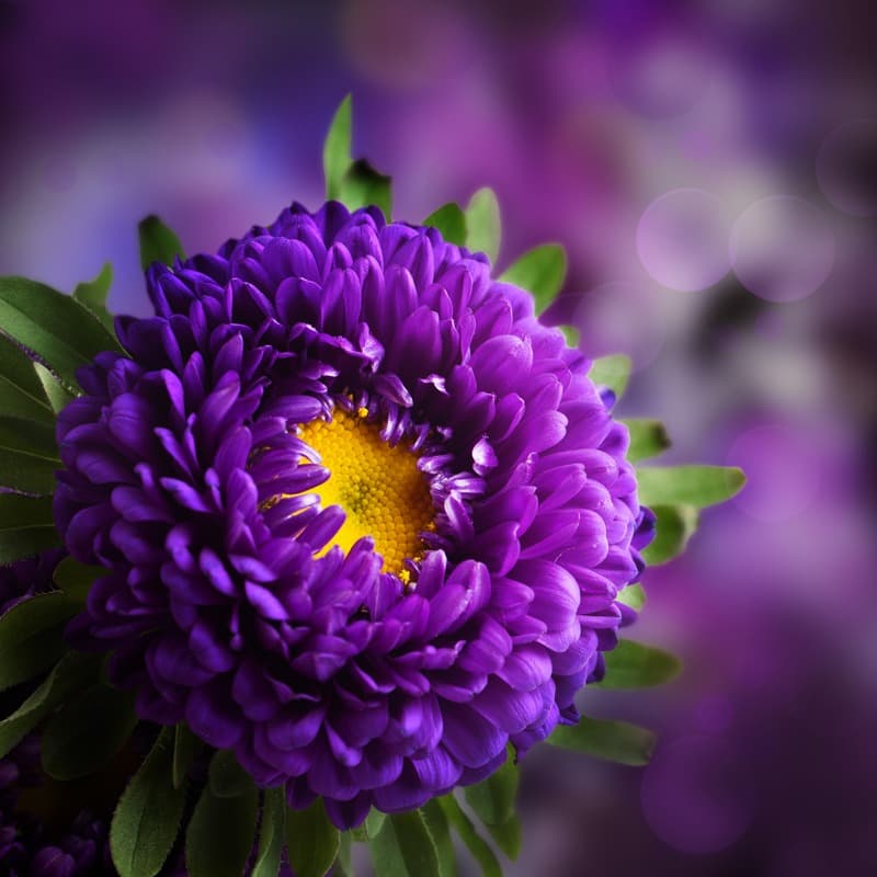 <span  class="uc_style_uc_tiles_grid_image_elementor_uc_items_attribute_title" style="color:#ffffff;">2400</span>