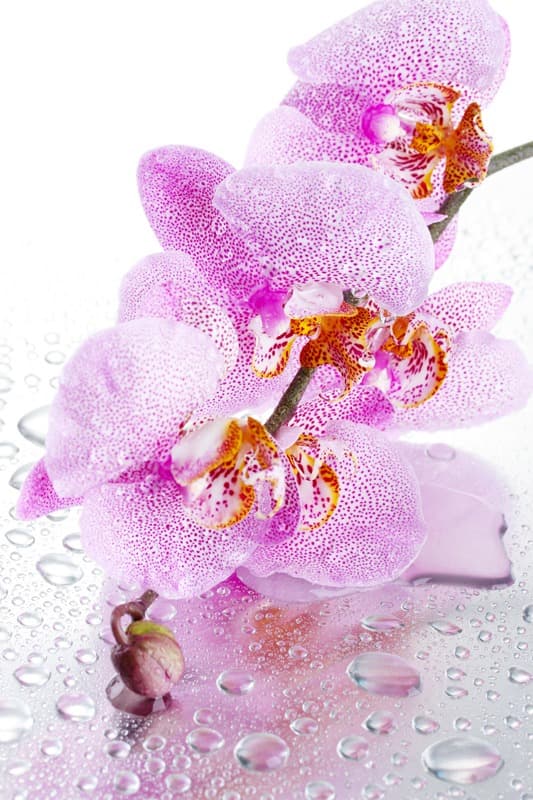 <span  class="uc_style_uc_tiles_grid_image_elementor_uc_items_attribute_title" style="color:#ffffff;">2434</span>