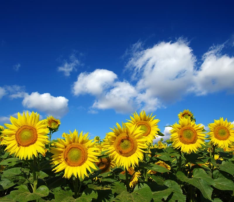 <span  class="uc_style_uc_tiles_grid_image_elementor_uc_items_attribute_title" style="color:#ffffff;">2438</span>