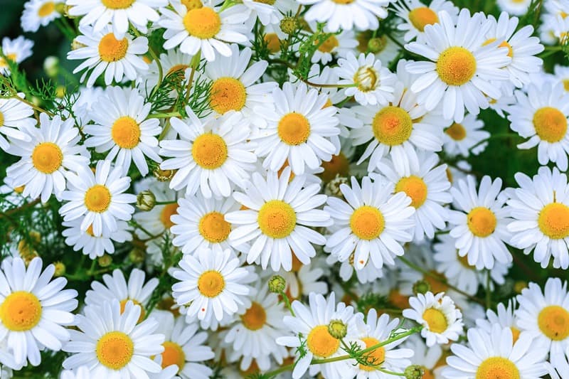 <span  class="uc_style_uc_tiles_grid_image_elementor_uc_items_attribute_title" style="color:#ffffff;">2443</span>