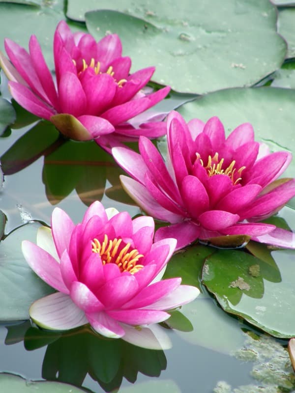 <span  class="uc_style_uc_tiles_grid_image_elementor_uc_items_attribute_title" style="color:#ffffff;">2449</span>
