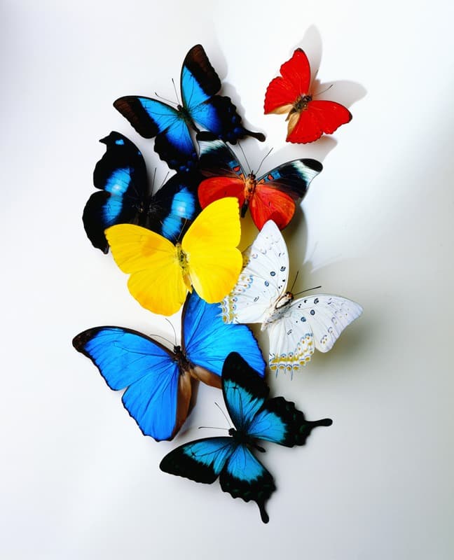 <span  class="uc_style_uc_tiles_grid_image_elementor_uc_items_attribute_title" style="color:#ffffff;">2455</span>