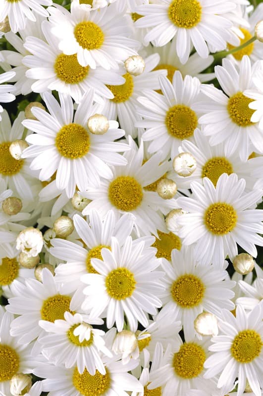 <span  class="uc_style_uc_tiles_grid_image_elementor_uc_items_attribute_title" style="color:#ffffff;">2490</span>