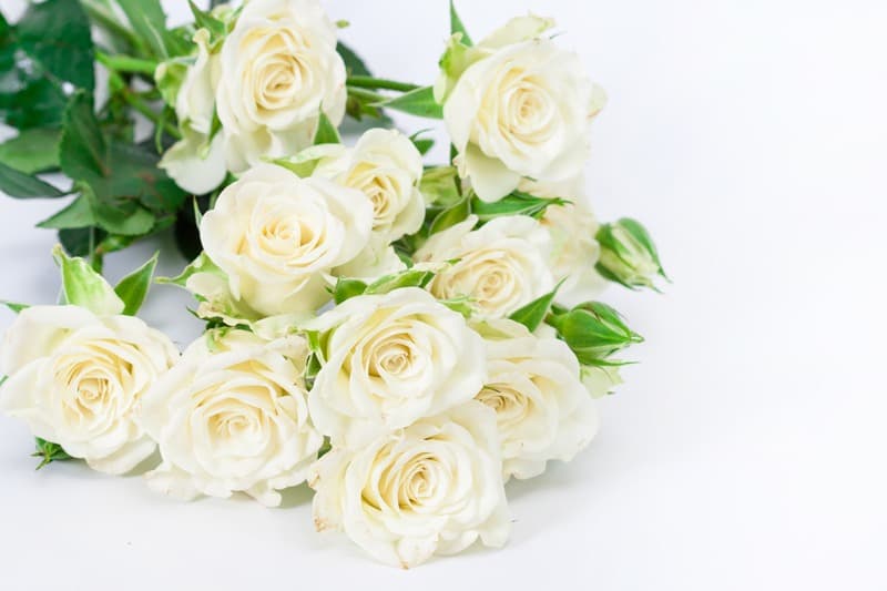 <span  class="uc_style_uc_tiles_grid_image_elementor_uc_items_attribute_title" style="color:#ffffff;">2517</span>