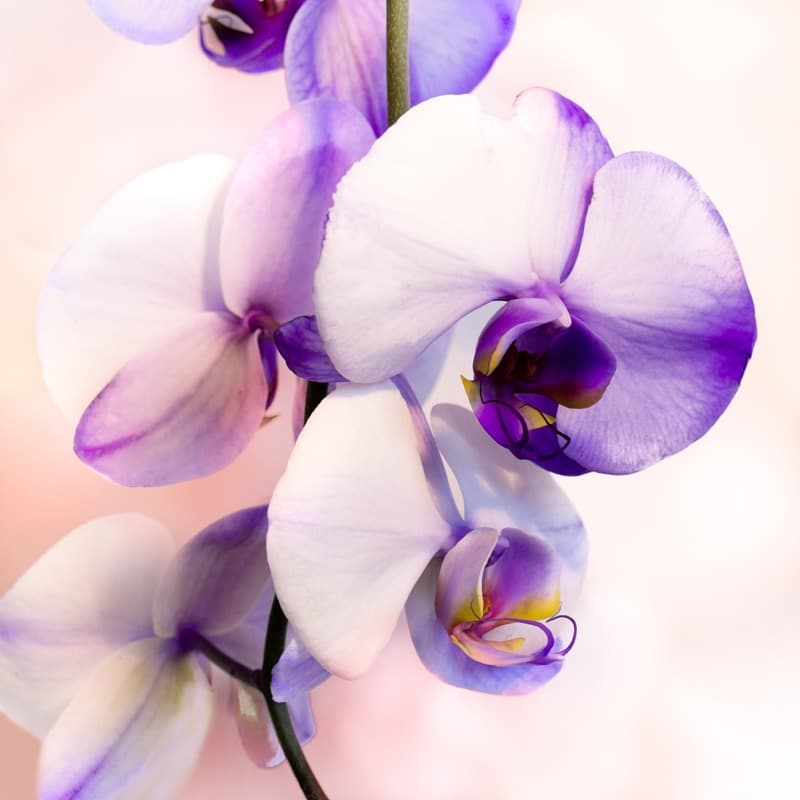 <span  class="uc_style_uc_tiles_grid_image_elementor_uc_items_attribute_title" style="color:#ffffff;">2577</span>