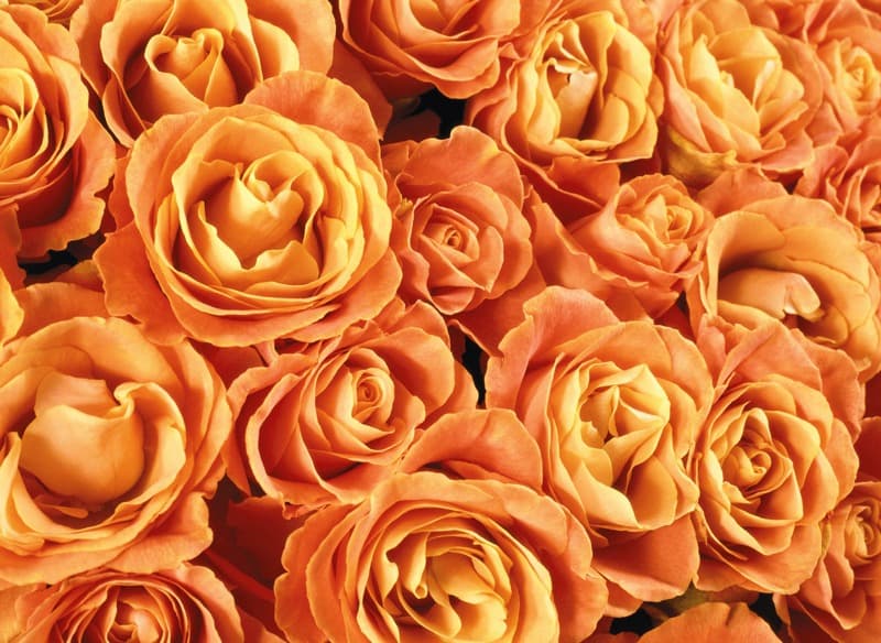<span  class="uc_style_uc_tiles_grid_image_elementor_uc_items_attribute_title" style="color:#ffffff;">2595</span>