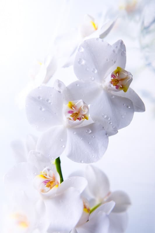 <span  class="uc_style_uc_tiles_grid_image_elementor_uc_items_attribute_title" style="color:#ffffff;">2618</span>