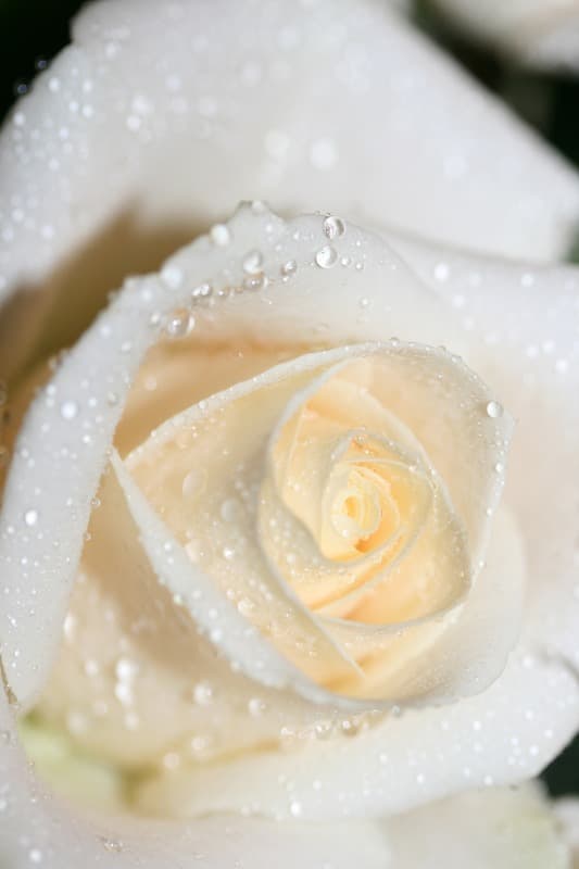 <span  class="uc_style_uc_tiles_grid_image_elementor_uc_items_attribute_title" style="color:#ffffff;">2619</span>