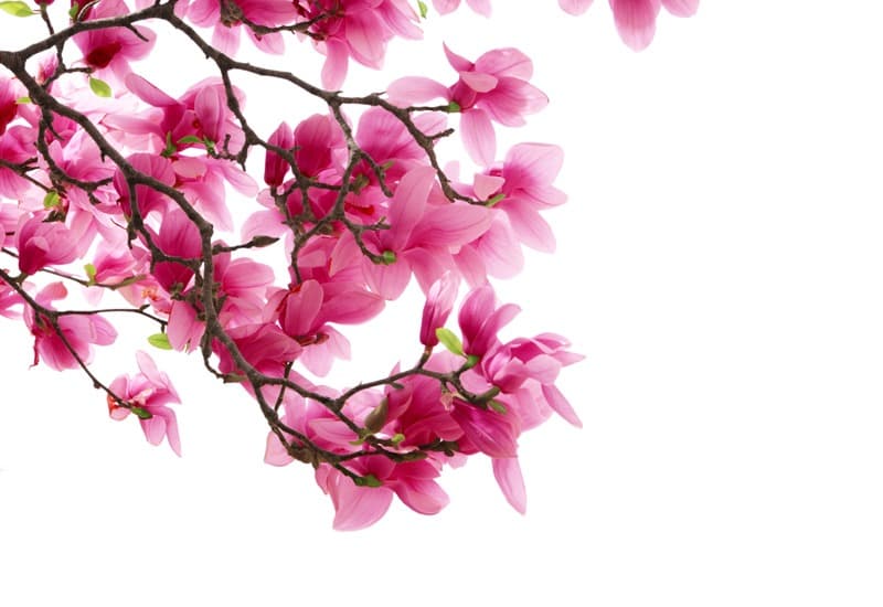 <span  class="uc_style_uc_tiles_grid_image_elementor_uc_items_attribute_title" style="color:#ffffff;">2645</span>