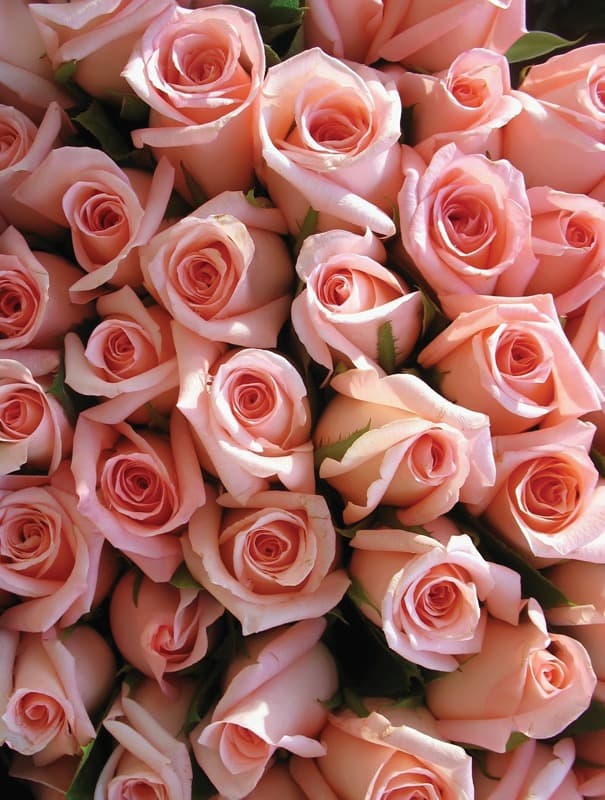 <span  class="uc_style_uc_tiles_grid_image_elementor_uc_items_attribute_title" style="color:#ffffff;">2650</span>