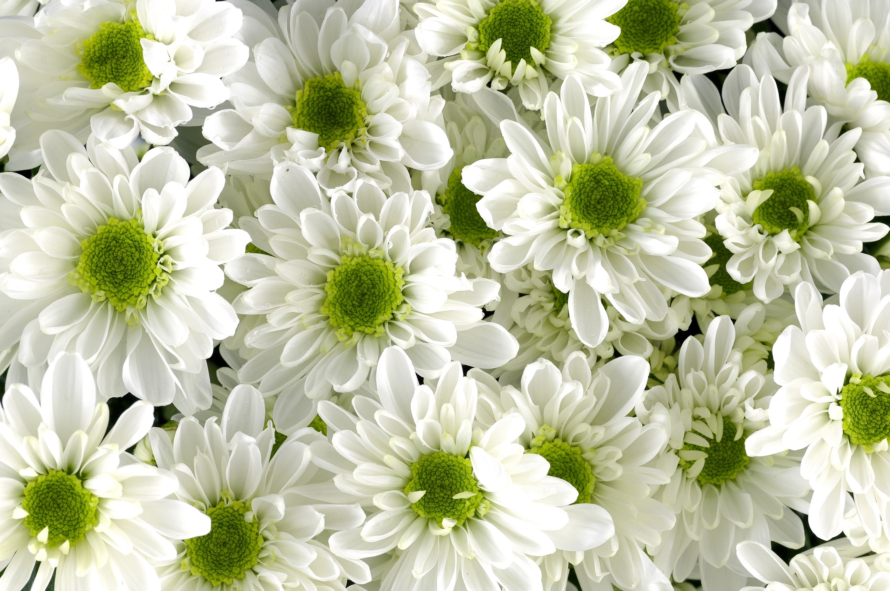 <span  class="uc_style_uc_tiles_grid_image_elementor_uc_items_attribute_title" style="color:#ffffff;">3432</span>