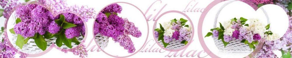 <span  class="uc_style_uc_tiles_grid_image_elementor_uc_items_attribute_title" style="color:#ffffff;">skinali 0656</span>