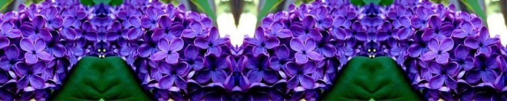 <span  class="uc_style_uc_tiles_grid_image_elementor_uc_items_attribute_title" style="color:#ffffff;">skinali 0678</span>