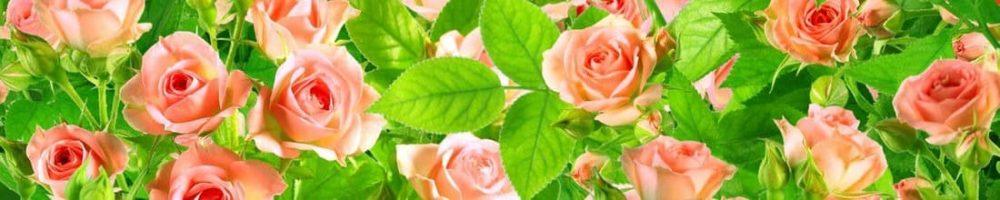 <span  class="uc_style_uc_tiles_grid_image_elementor_uc_items_attribute_title" style="color:#ffffff;">skinali 0682</span>