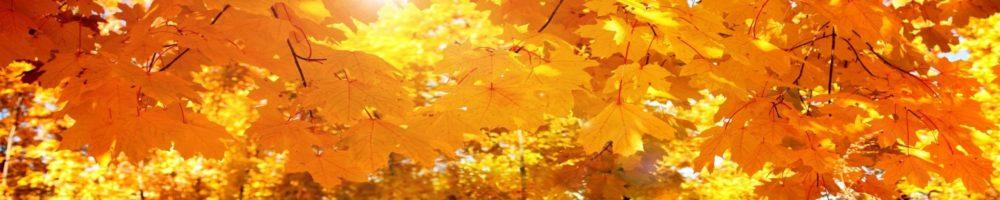 <span  class="uc_style_uc_tiles_grid_image_elementor_uc_items_attribute_title" style="color:#ffffff;">skinali-10843</span>