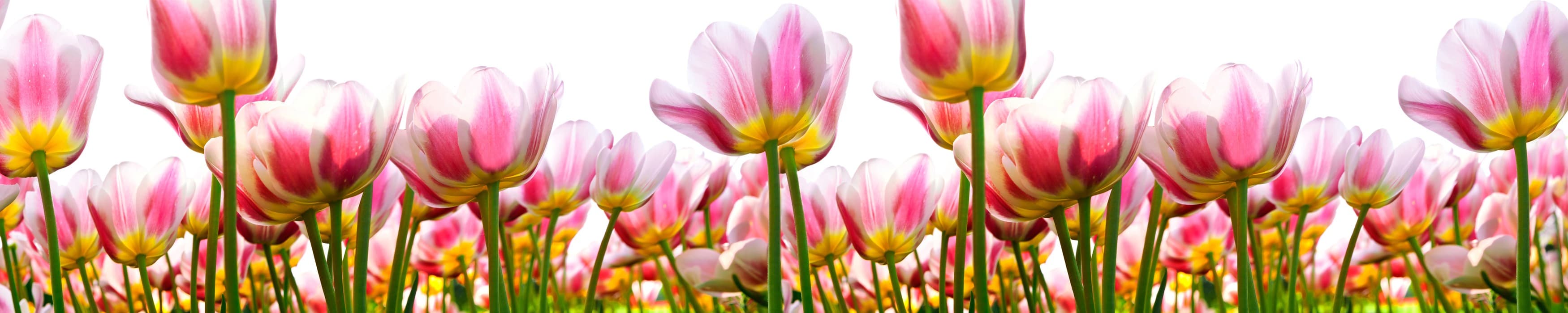 <span  class="uc_style_uc_tiles_grid_image_elementor_uc_items_attribute_title" style="color:#ffffff;">skinali-10844</span>