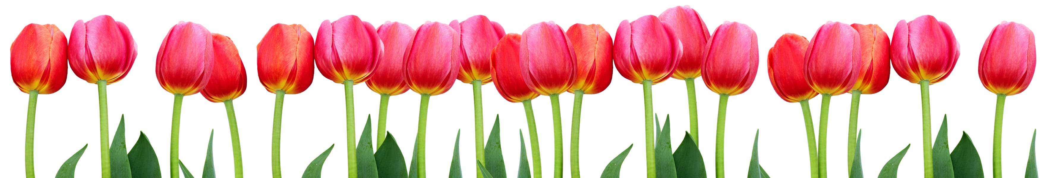 <span  class="uc_style_uc_tiles_grid_image_elementor_uc_items_attribute_title" style="color:#ffffff;">skinali-10854</span>