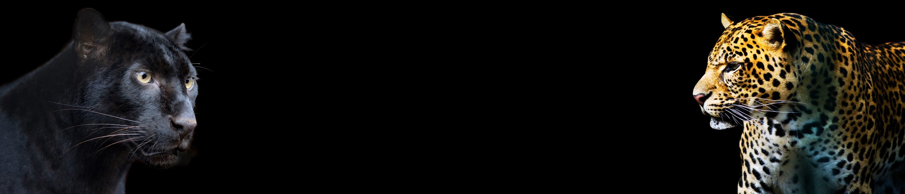 <span  class="uc_style_uc_tiles_grid_image_elementor_uc_items_attribute_title" style="color:#ffffff;">skinali-11067</span>
