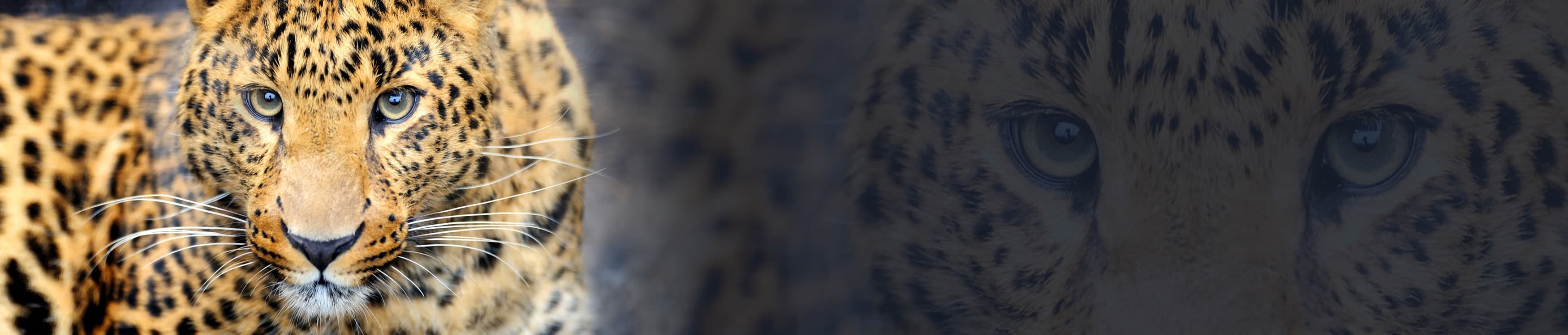 <span  class="uc_style_uc_tiles_grid_image_elementor_uc_items_attribute_title" style="color:#ffffff;">skinali-11068</span>