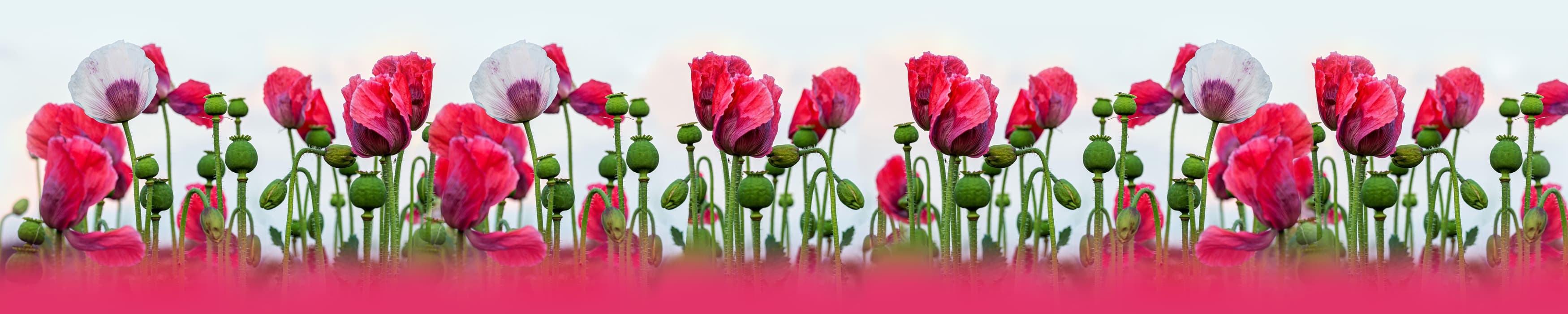 <span  class="uc_style_uc_tiles_grid_image_elementor_uc_items_attribute_title" style="color:#ffffff;">skinali-11319</span>