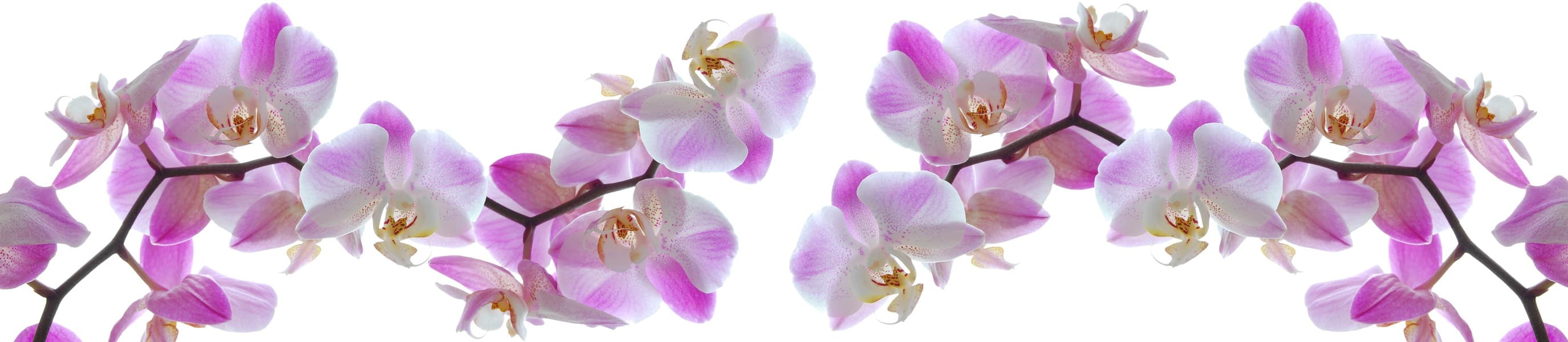<span  class="uc_style_uc_tiles_grid_image_elementor_uc_items_attribute_title" style="color:#ffffff;">skinali-11617</span>